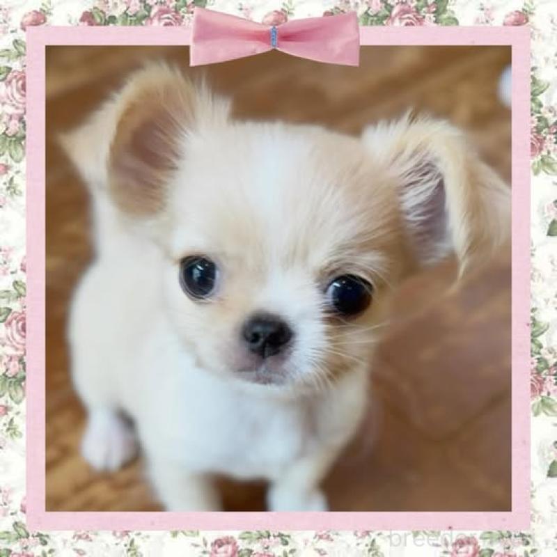 成約済の静岡県のチワワ(ロングコート)-412050の1枚目