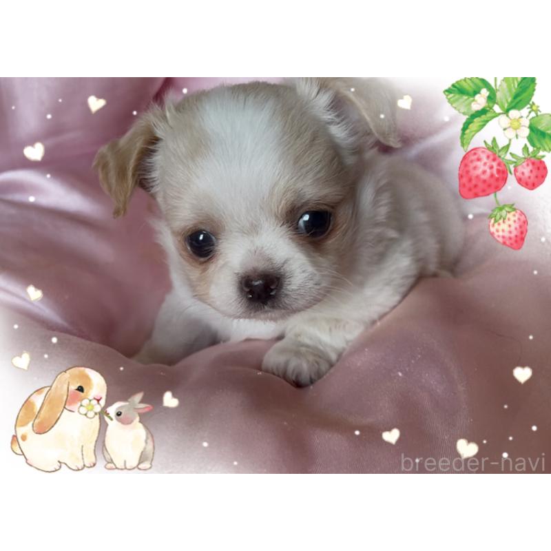 販売中の東京都のチワワ(ロングコート)-422819