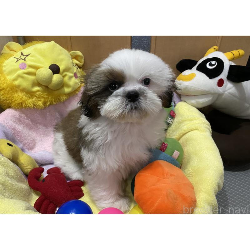 販売中の京都府のシーズー-424805の6枚目