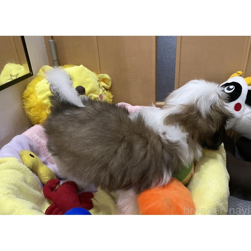 販売中の京都府のシーズー-424805の5枚目