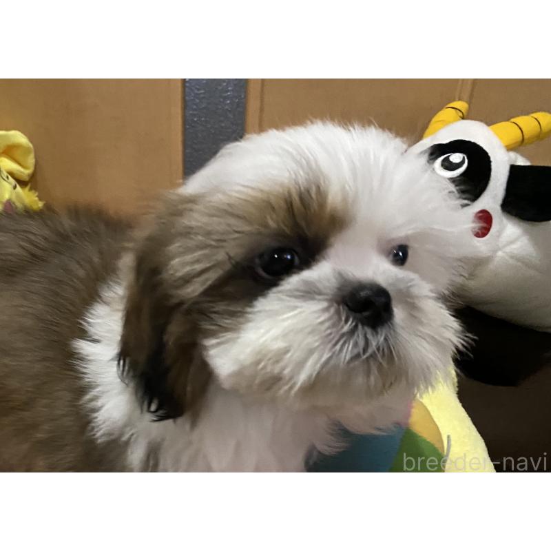 販売中の京都府のシーズー-424805の4枚目