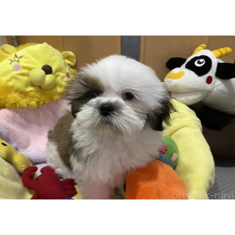 販売中の京都府のシーズー-424805の3枚目