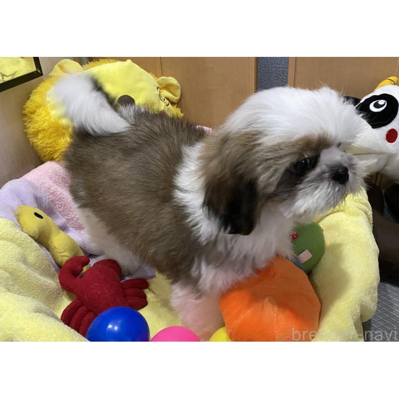 販売中の京都府のシーズー-424805の2枚目