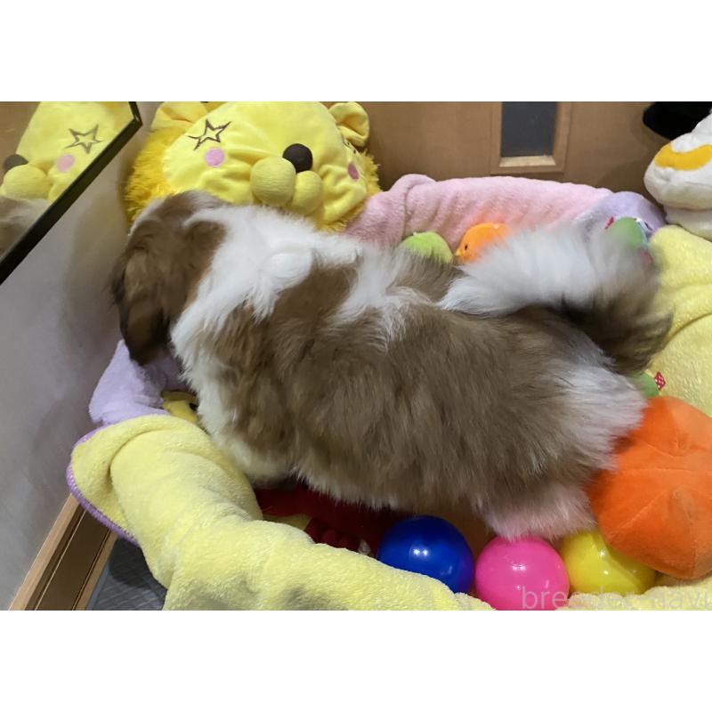 販売中の京都府のシーズー-424806の6枚目