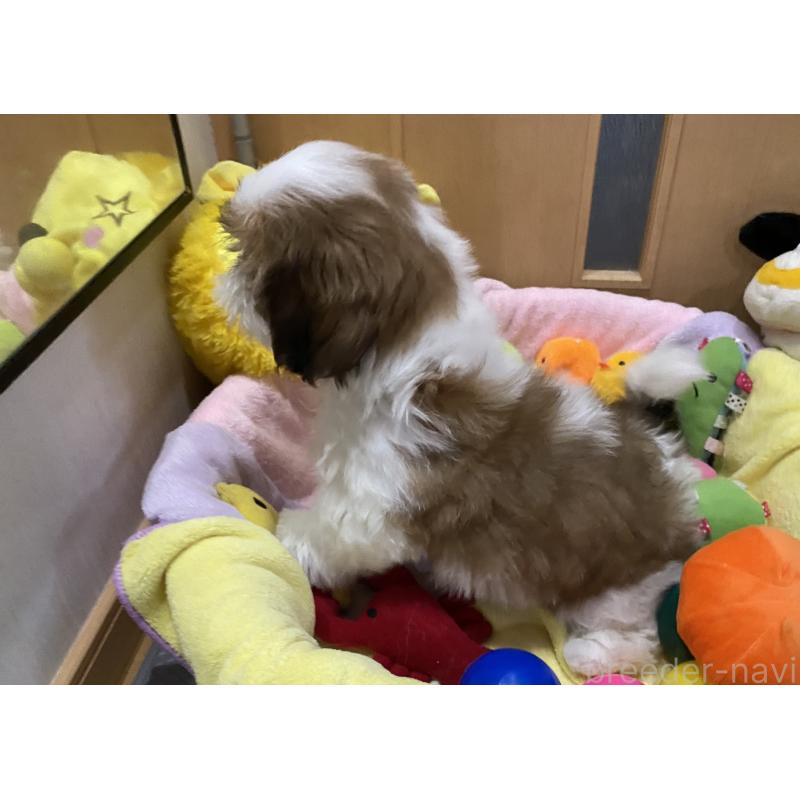 販売中の京都府のシーズー-424806の5枚目