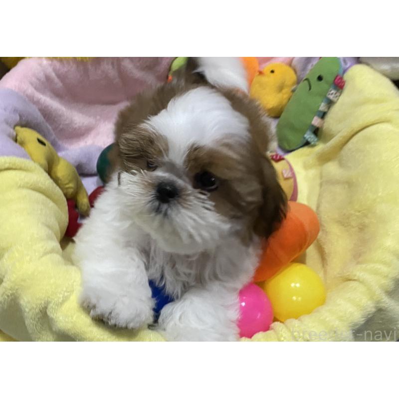 販売中の京都府のシーズー-424806の4枚目