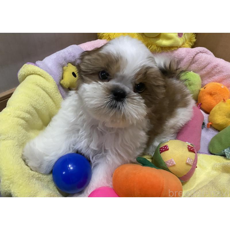 販売中の京都府のシーズー-424806の3枚目