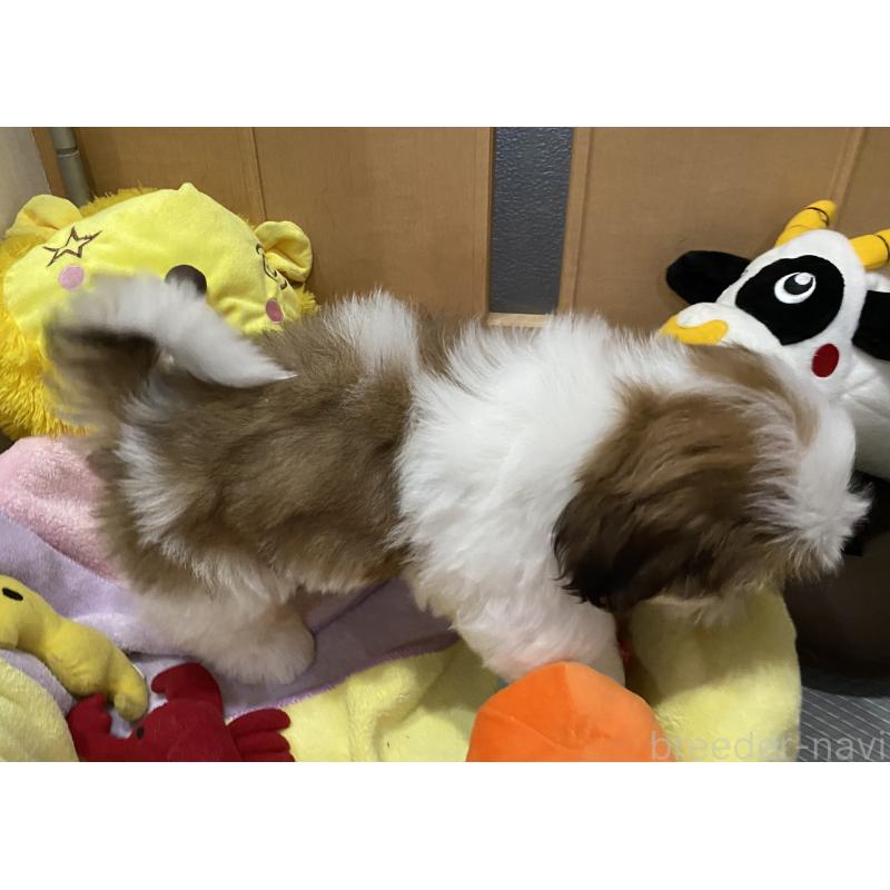 販売中の京都府のシーズー-424806の2枚目