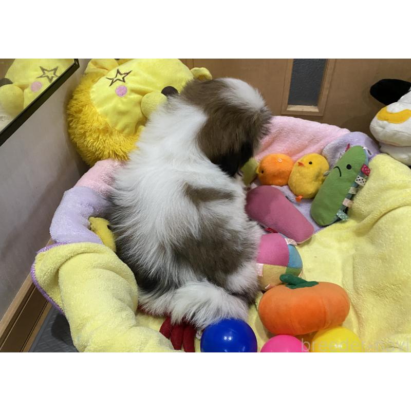 販売中の京都府のシーズー-424807の6枚目