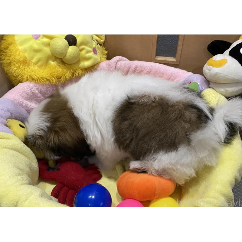 販売中の京都府のシーズー-424807の5枚目