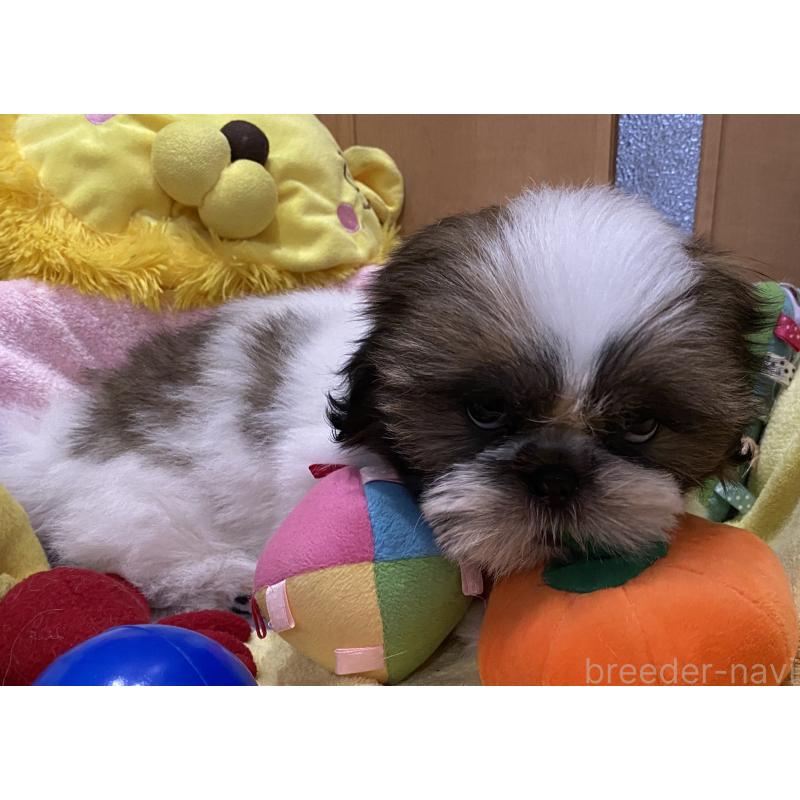 販売中の京都府のシーズー-424807の4枚目