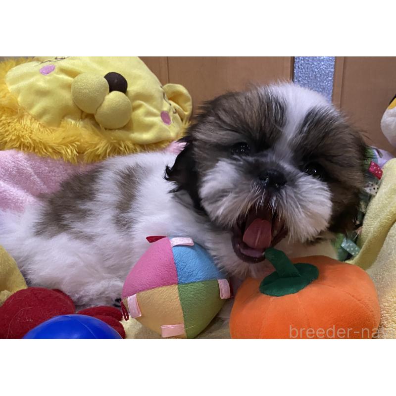 販売中の京都府のシーズー-424807の3枚目