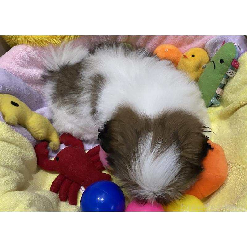 販売中の京都府のシーズー-424807の2枚目