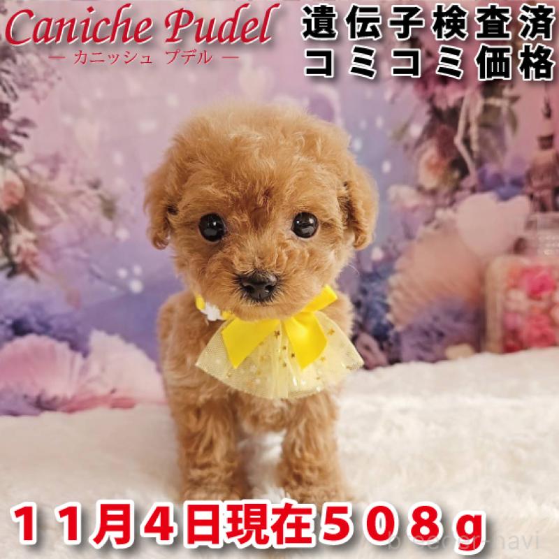 販売中の岐阜県のトイプードル-424808