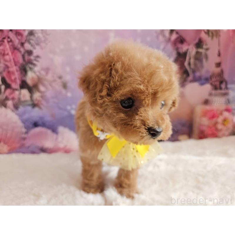 販売中の岐阜県のトイプードル-424808の15枚目