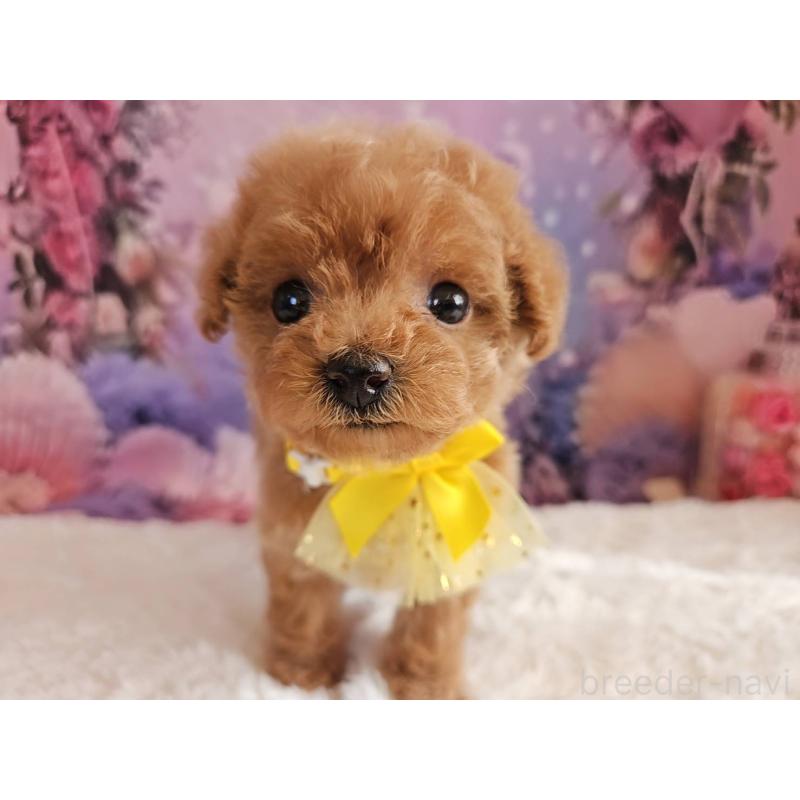 販売中の岐阜県のトイプードル-424808の14枚目