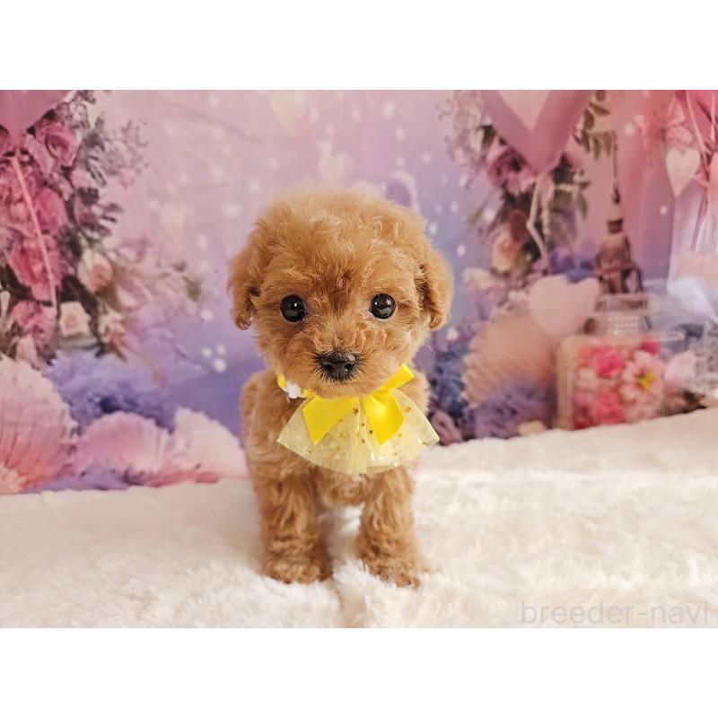 販売中の岐阜県のトイプードル-424808の13枚目