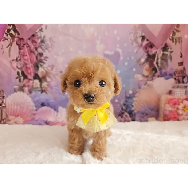 販売中の岐阜県のトイプードル-424808の12枚目