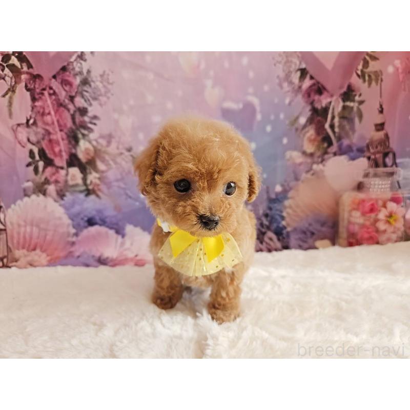 販売中の岐阜県のトイプードル-424808の11枚目