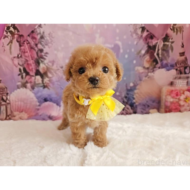 販売中の岐阜県のトイプードル-424808の10枚目