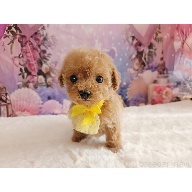 販売中の岐阜県のトイプードル-424808の9枚目