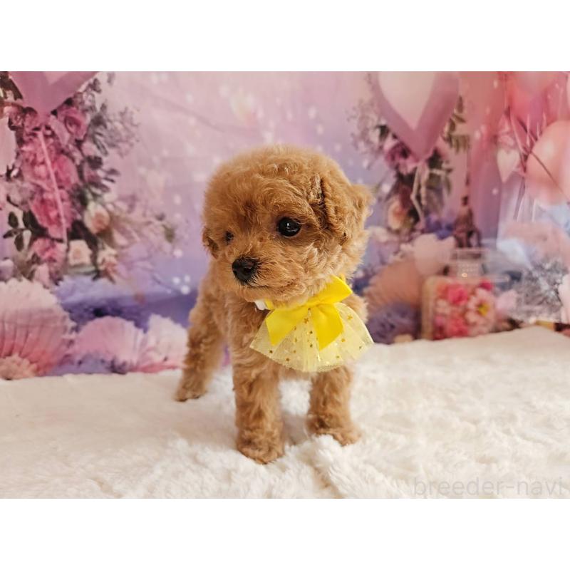 販売中の岐阜県のトイプードル-424808の8枚目