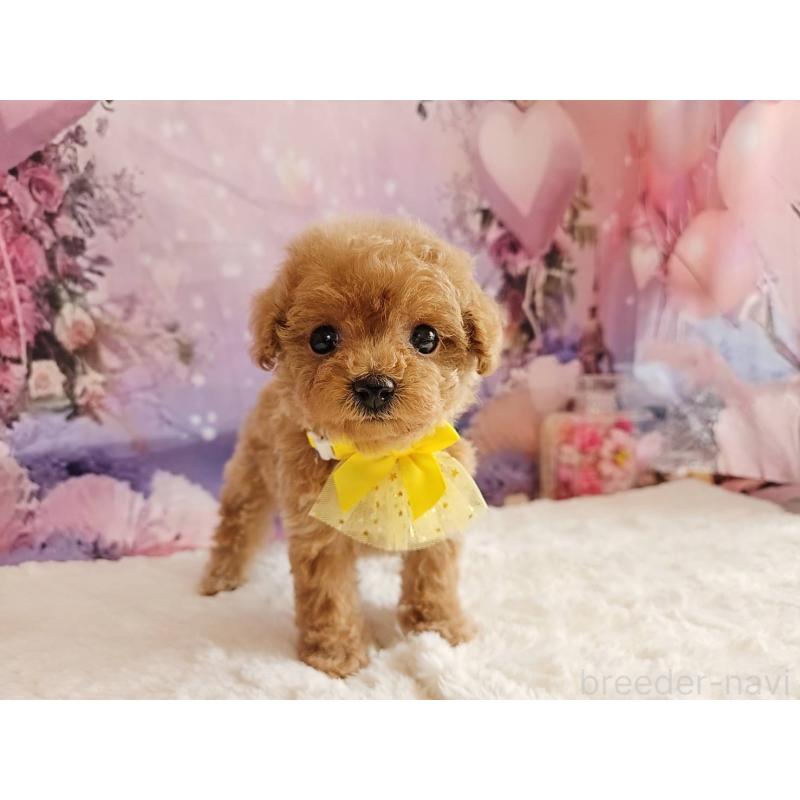 販売中の岐阜県のトイプードル-424808の7枚目