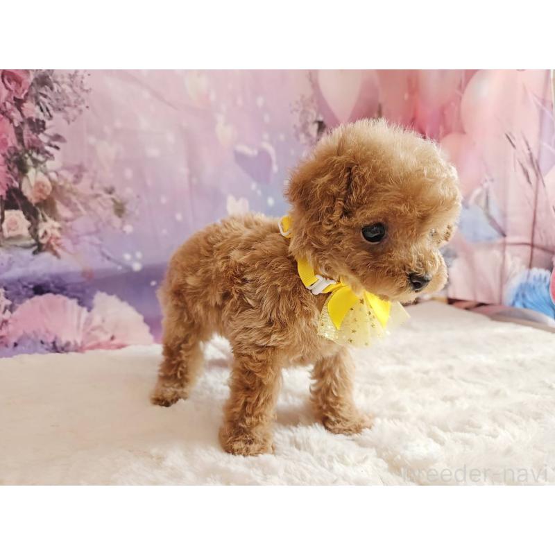 販売中の岐阜県のトイプードル-424808の6枚目