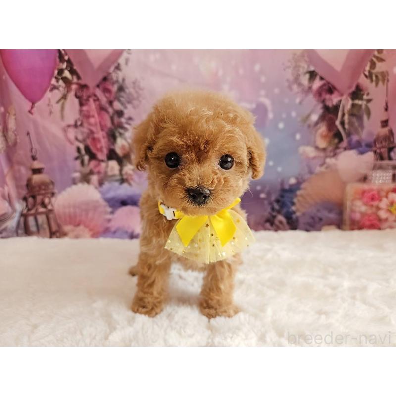 販売中の岐阜県のトイプードル-424808の4枚目