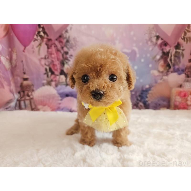 販売中の岐阜県のトイプードル-424808の5枚目