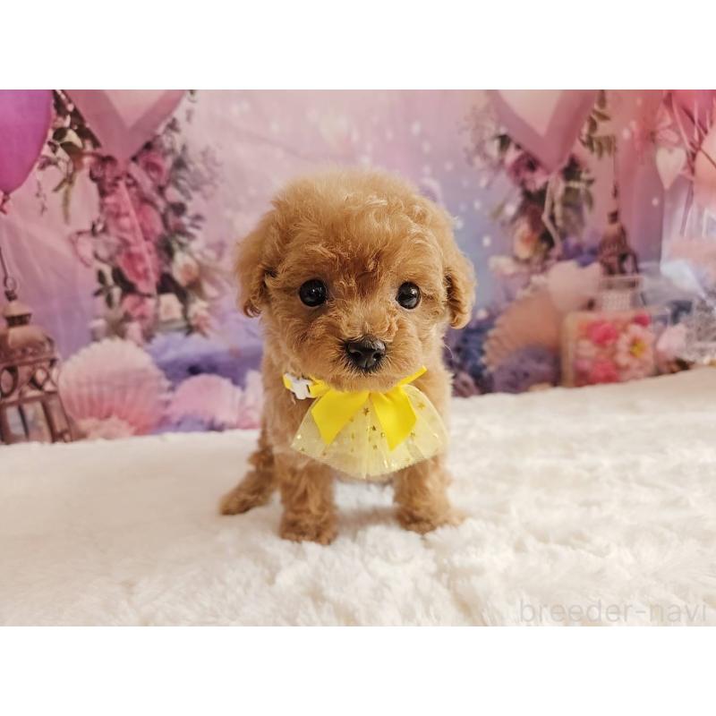 販売中の岐阜県のトイプードル-424808の3枚目