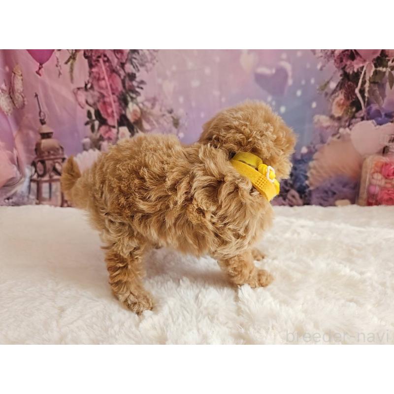 販売中の岐阜県のトイプードル-424808の2枚目