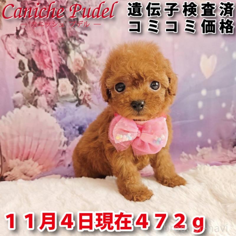 販売中の岐阜県のトイプードル-424809の1枚目