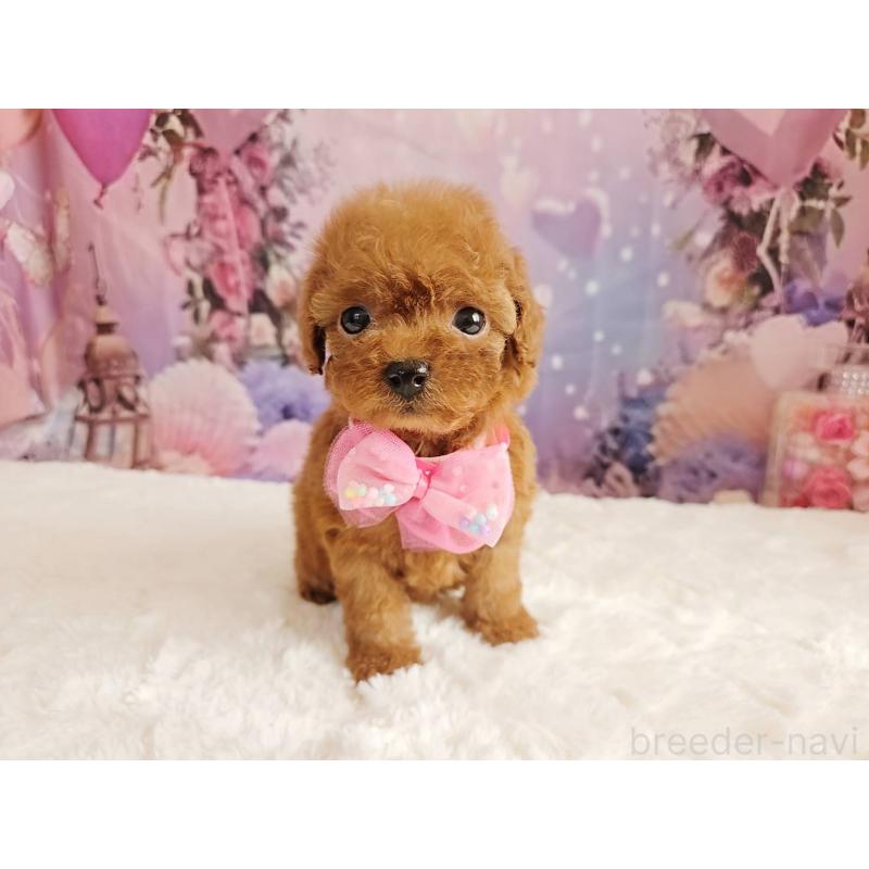 販売中の岐阜県のトイプードル-424809の15枚目