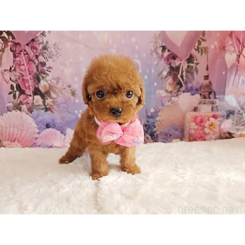 販売中の岐阜県のトイプードル-424809の14枚目