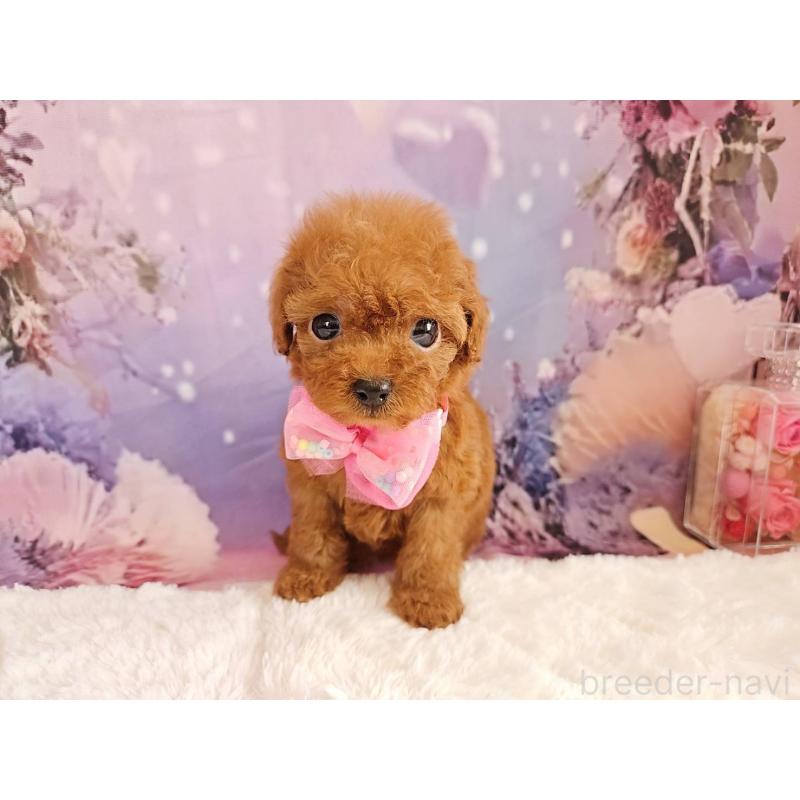 販売中の岐阜県のトイプードル-424809の13枚目