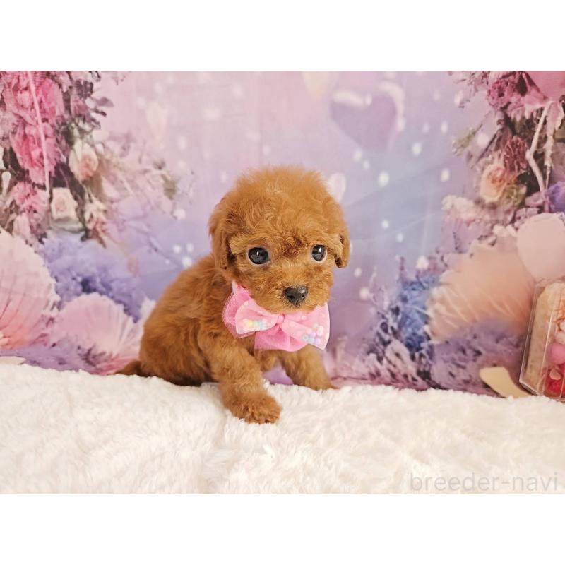 販売中の岐阜県のトイプードル-424809の12枚目