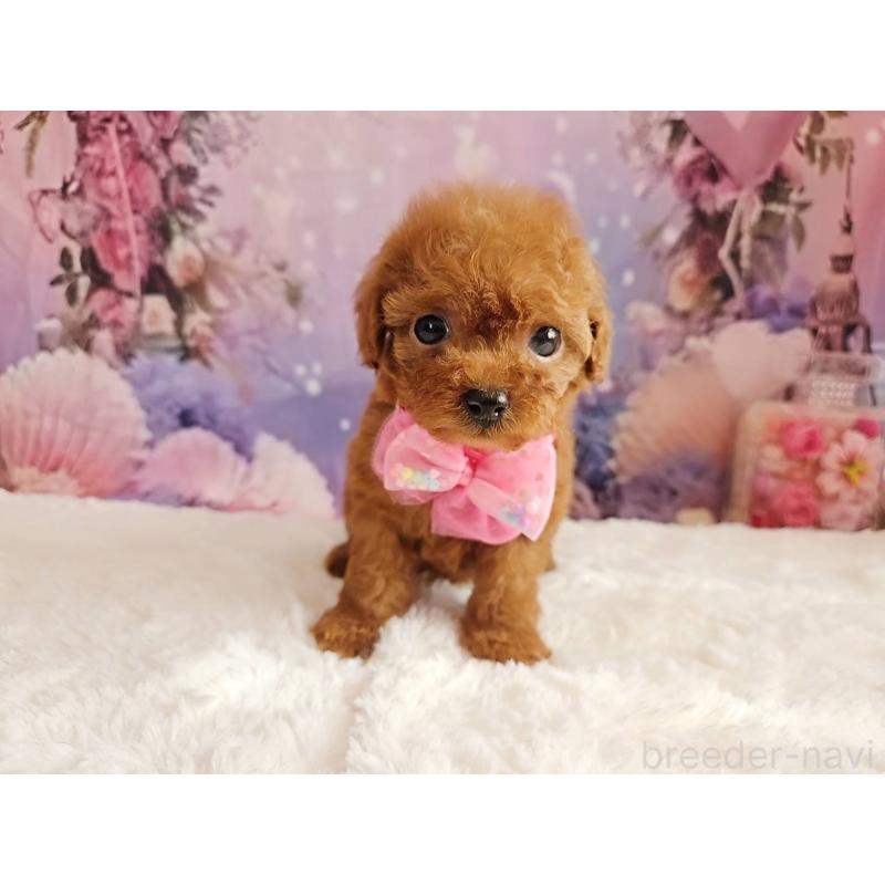 販売中の岐阜県のトイプードル-424809の11枚目