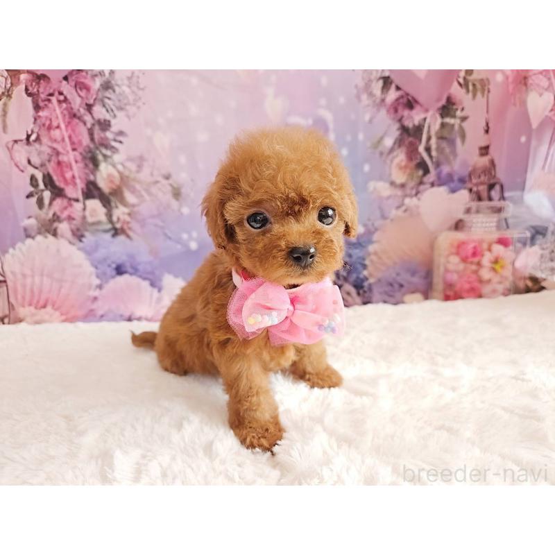 販売中の岐阜県のトイプードル-424809の10枚目