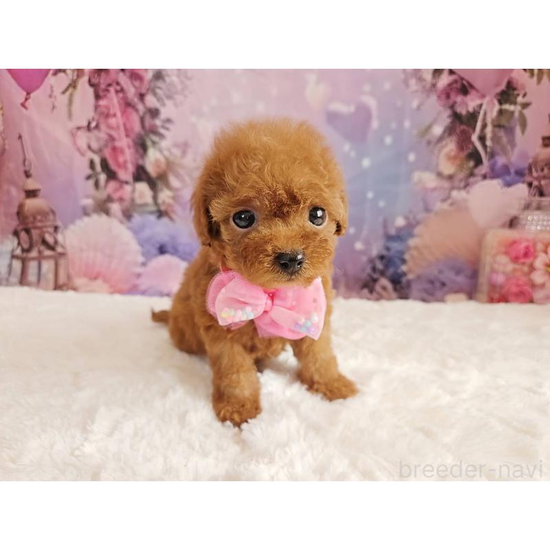 販売中の岐阜県のトイプードル-424809の9枚目