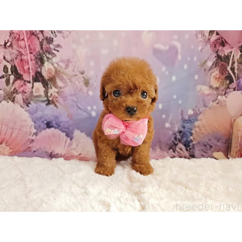 販売中の岐阜県のトイプードル-424809の7枚目