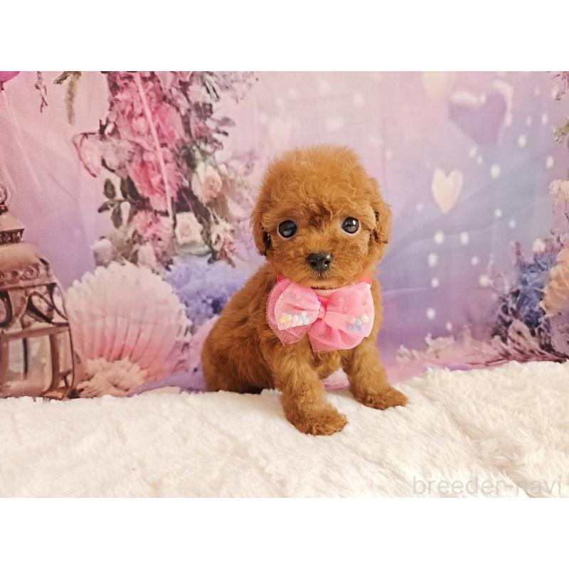 販売中の岐阜県のトイプードル-424809の6枚目