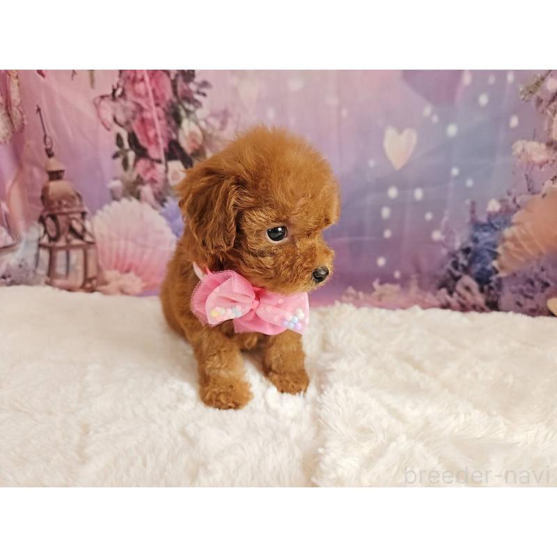 販売中の岐阜県のトイプードル-424809の5枚目