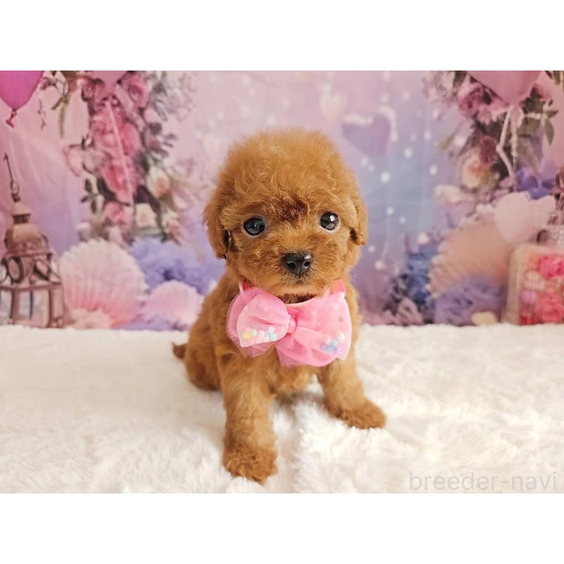 販売中の岐阜県のトイプードル-424809の4枚目