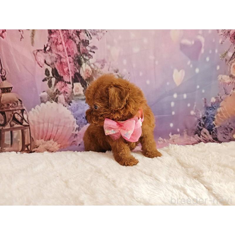 販売中の岐阜県のトイプードル-424809の3枚目