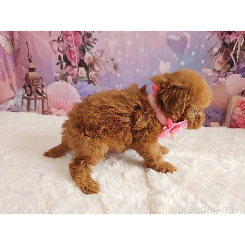 販売中の岐阜県のトイプードル-424809の2枚目