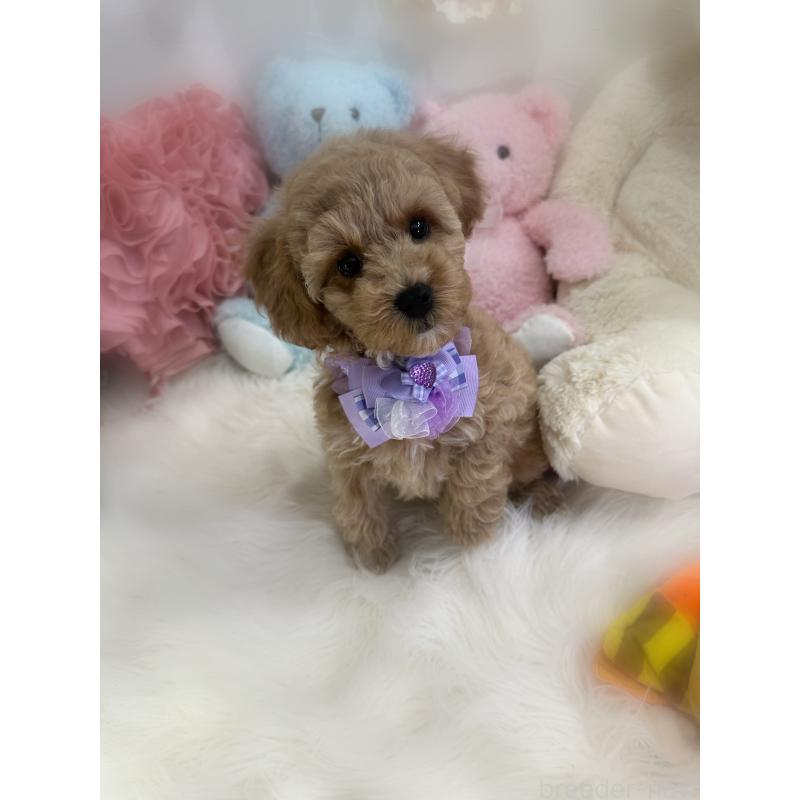 販売中の香川県のビションプー:ビションフリーゼ×トイプードル-417284の7枚目