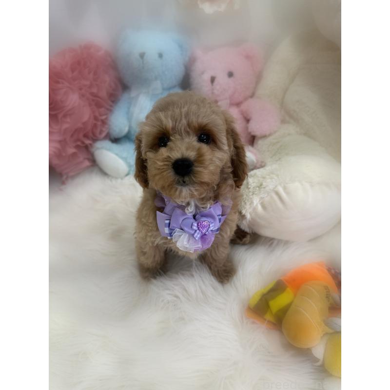 販売中の香川県のビションプー:ビションフリーゼ×トイプードル-417284の6枚目