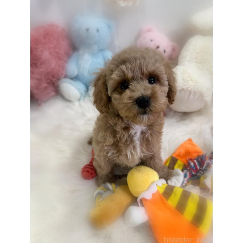 販売中の香川県のビションプー:ビションフリーゼ×トイプードル-417284の5枚目