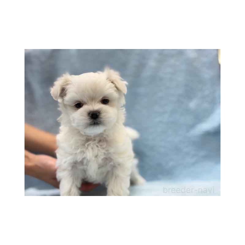 販売中の東京都のマルチーズ-424938の1枚目